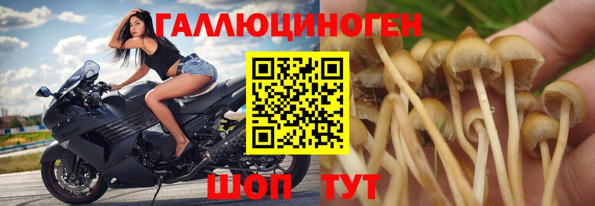 Галлюциногенные грибы мухоморы Камышин
